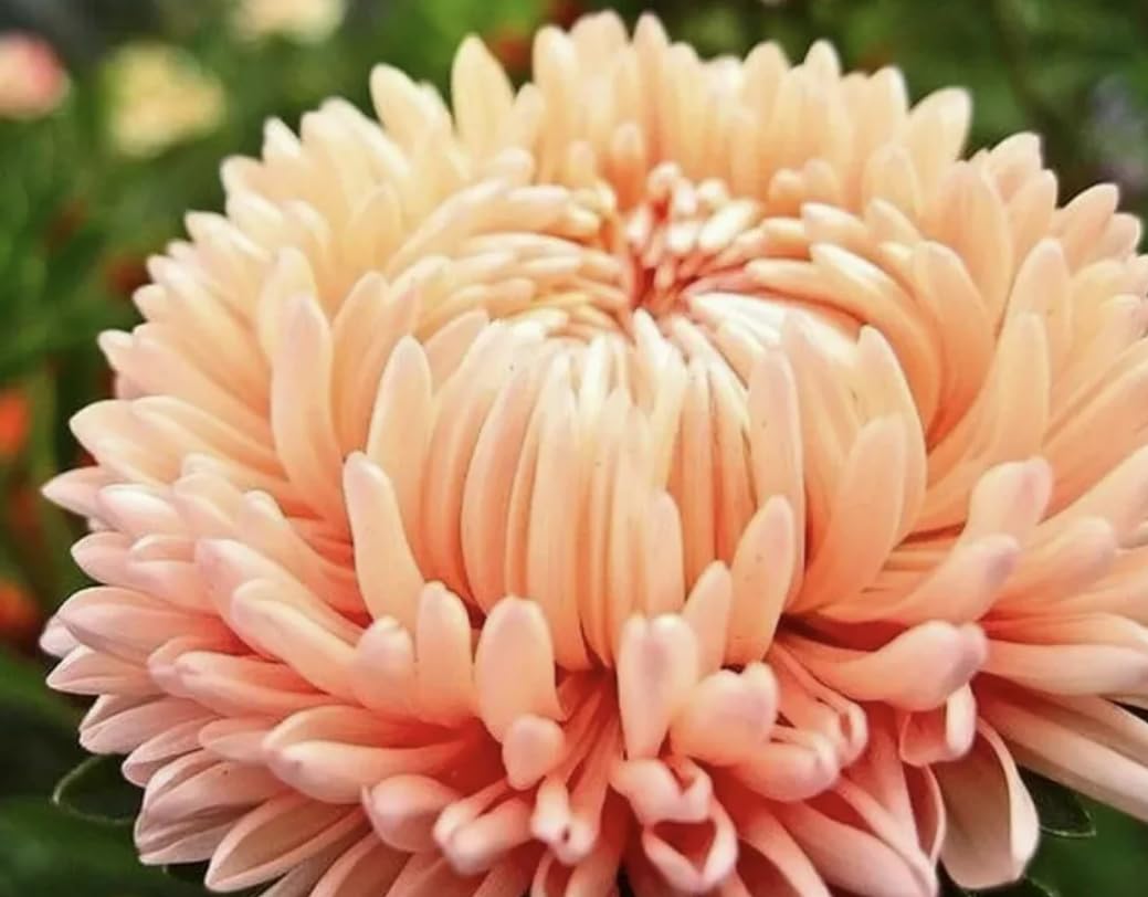 1 Pack of 150 SEEEDS Aster Peach Peony