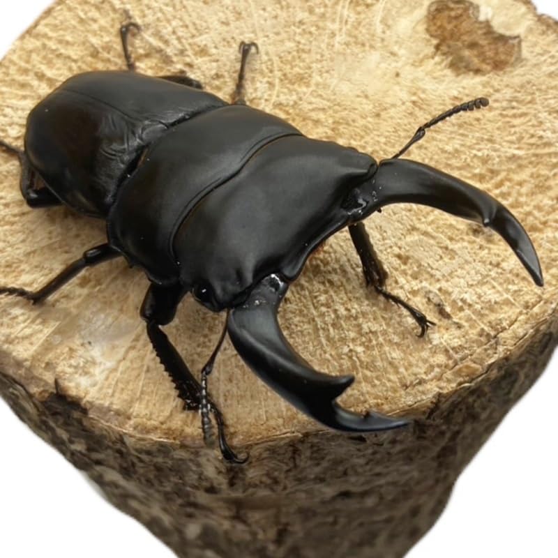 Amazon | 【昆虫 】オオクワガタ ペア 【能勢 SR】 大型血統 新成虫
