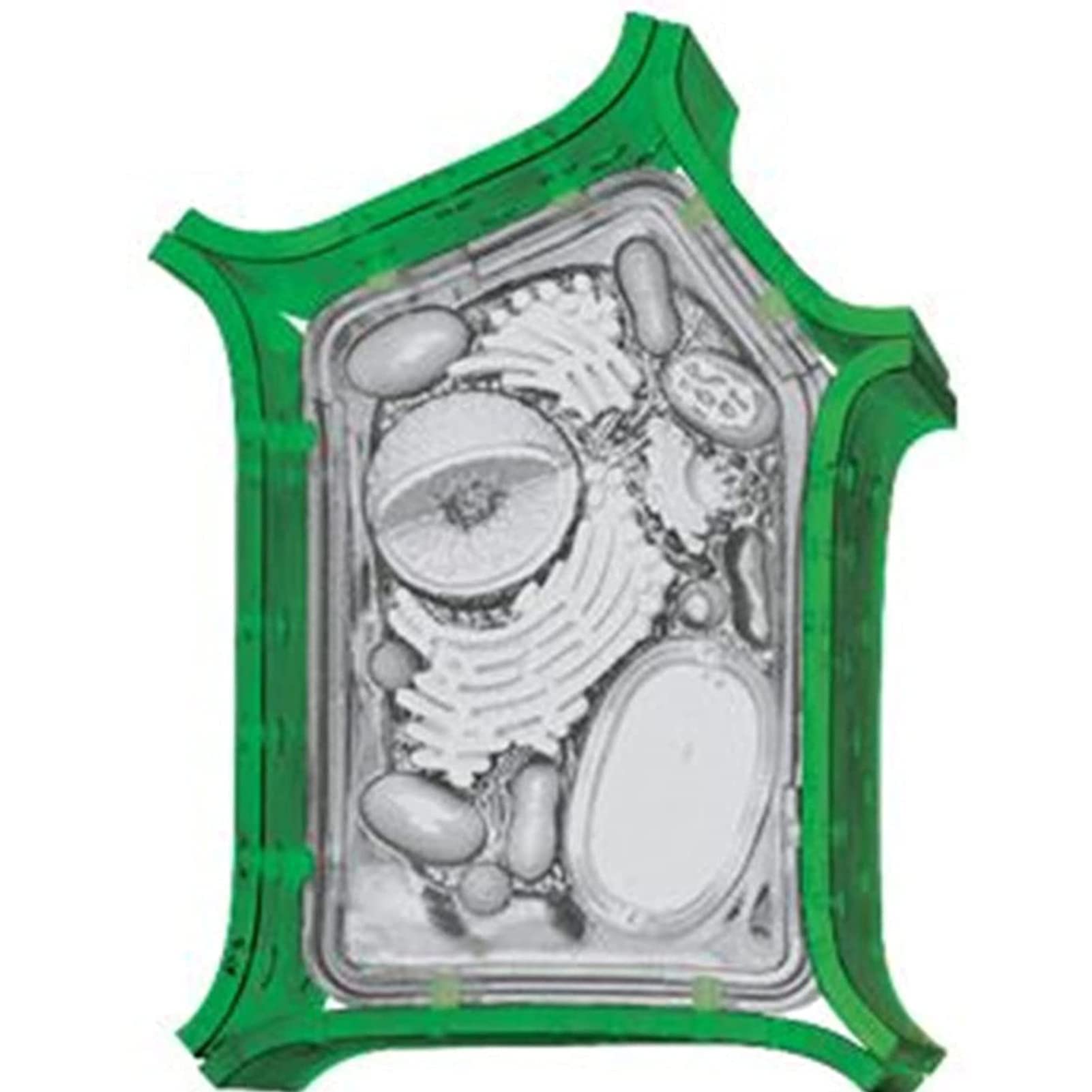 Model Anatomiczny Roślin 4D Vision - Model Komórek Zwierzęcych I Roślinnych - Biologiczny Eksperymentalny Model Nauczania Porównawczego Do Nauki Wyświetlania Modelu Naucz