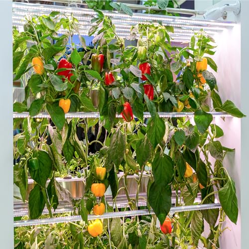 600+ Pepper Seeds, Heirloom Vegetable Seed for Planting Indoor Outdoor, 10 Varieties Hot and Bell Pepper (Capsicum Annuum) Seeds Garden Kit, Non-GMO Home Fresh Food Hydroponic Veggie Supply - Image 8