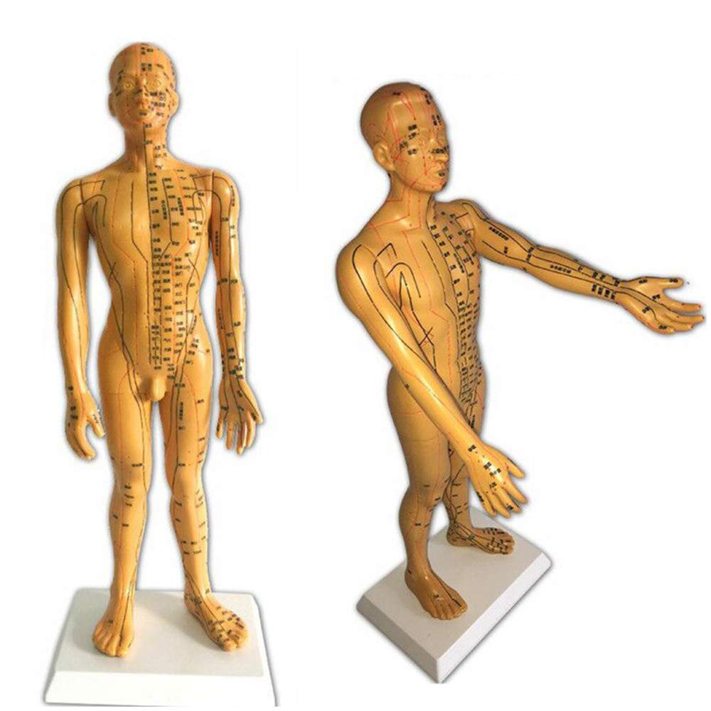 Sjdopulse Men's Human Acupuncture Model - Acupuncture Model - Large Font Clear Human Acupoint Model Human Body Meridian Acupuncture Teaching Model, 50Cm/19.6Inch