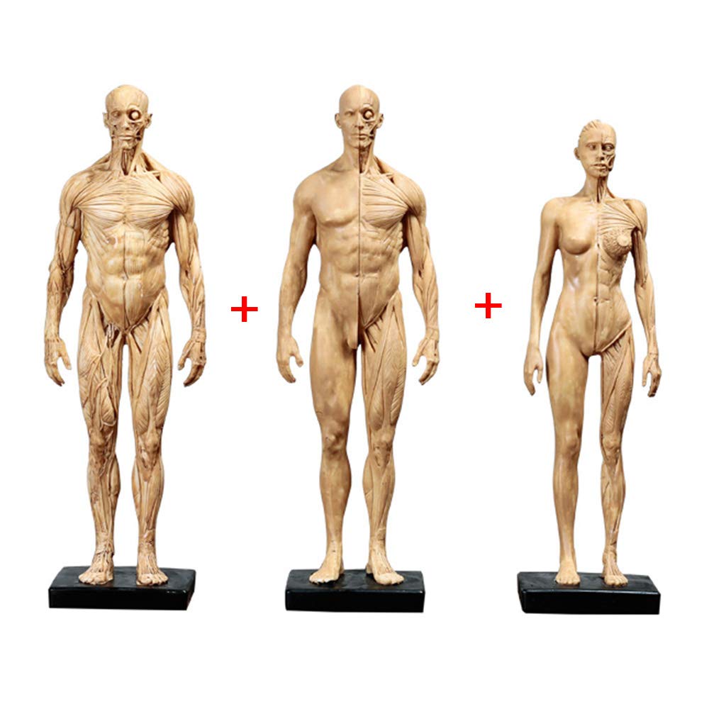 Sjdopulse Women's A 11 Inch & Male Natomy Figure &Male Muscle Bone Model - Human Natomy Figure - Human Skeleton Muscle Natomical Painting Model - For Reference For Rtists (A)