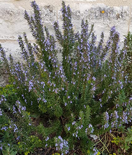 Rosmarinus officinalis/Romarin officinal/Conteneur de 2 à 2.9 litres/Aromatique