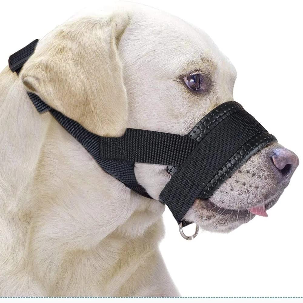 Muzzle Training Dogs: Essential Tips for Success