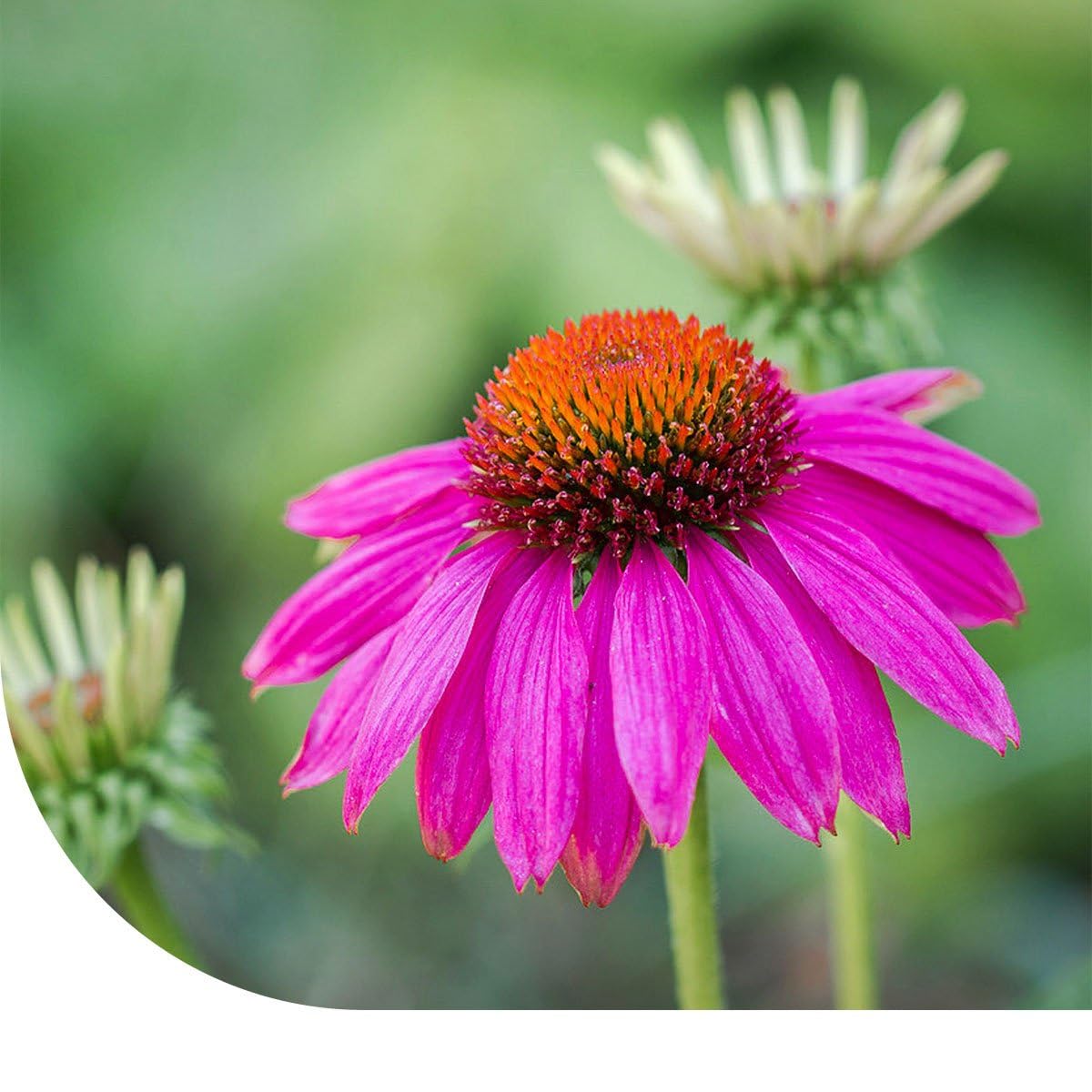 MRS Echinacea Purpurea - 18.000 Graines pour 1.200 m² - Plante Vivace - Fleurs Rouge-Rose - Attrayant pour les Pollinisateurs - Facile à Semer