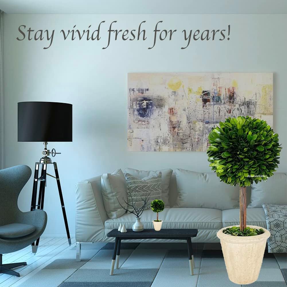 Natural Preserved Boxwood Topiary in Pot 15 inch Stunning Greenery and Plant Decor Great for Home Office bar Shop decoartionChristmas Decorations for Plant Lovers(15 inch Tall/6 inch Wide) Mini Ball Topiary 15 inch Tall