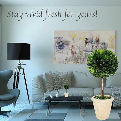 Miniatura 2 de Topiario de boj preservado natural en maceta de 15 pulgadas, impresionante vegetación y decoración de plantas, ideal para el hogar, oficina, bar,