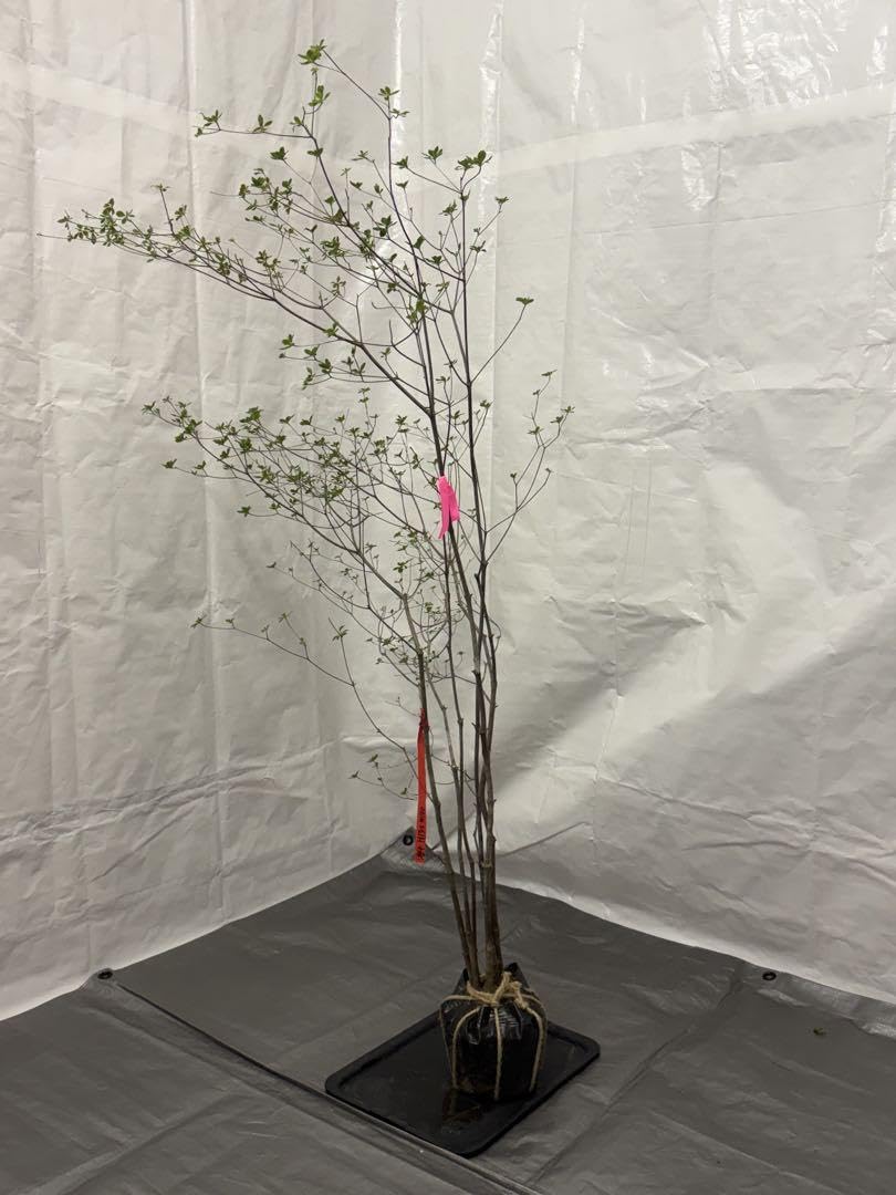 Amazon.co.jp: 山採りアブラツツジ 油4 H130cm W100cm : 食品・飲料・お酒