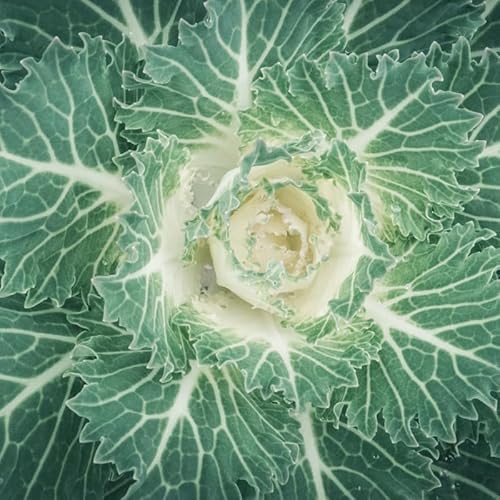 White Ornamental Cabbage Plant in 4 Inch Pot, Colorful Cabbage
