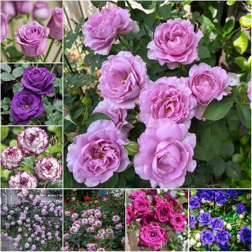 lila rosen winterhart - rosenpflanzen winterharte stauden frühlingsblumen rosensamen - Seltene - balkonblumen gartenblumen 30samen