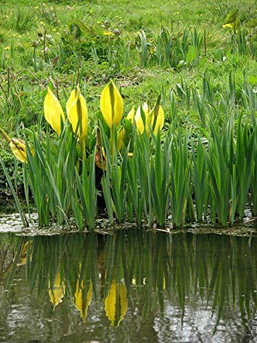 10Yellow Swamp linterna húmeda lysichiton americanus Skunk Col semillas de flores