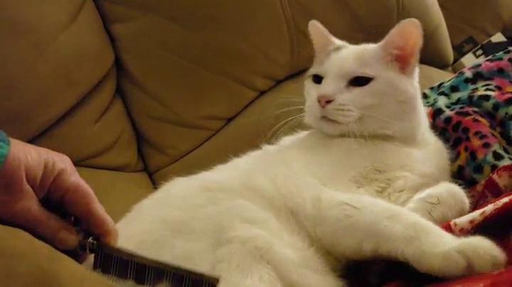 Small Pet Select - Hair Buster Comb for Rabbits, Cats and Dogs, Metal Pet Comb for Shedding and Detangling, Grooming… - Image 8