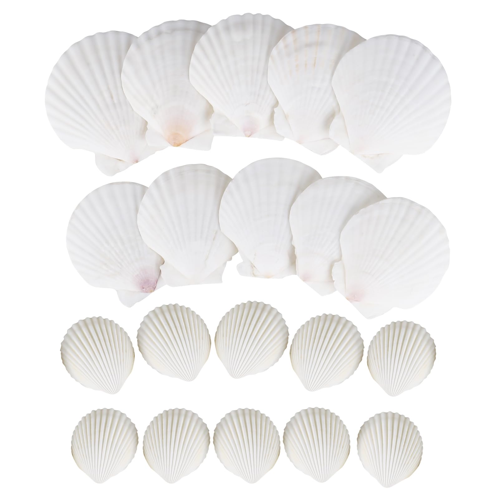 XTDMJ Muscheln Natürliche Muschelschalen Jakobsmuscheln, Deko Muscheln Muscheln zum Basteln, DIY Kreative Muschelschalen Malset als Vasenfüller für Aquarien