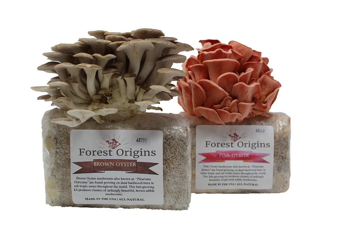 Pink and Brown Oyster Mushroom Grow Kit by Forest Origins, Beginner Mushroom Growing Kit, Top Garden