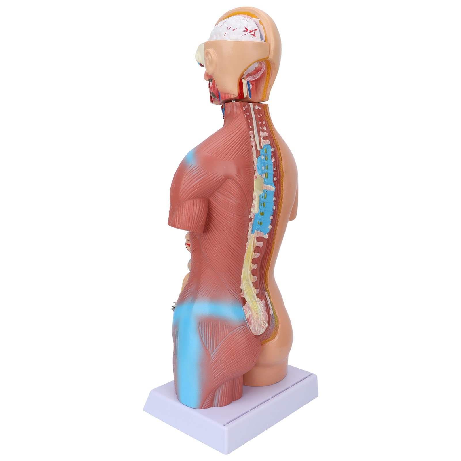 Fabater Modello di Torso Umano con Organi Rimovibili, Modello di Anatomia Corporea Didattica 17,7 Pollici per Strumento di Apprendimento dell'Anatomia Cerebrale dell'ospedale Scolastico
