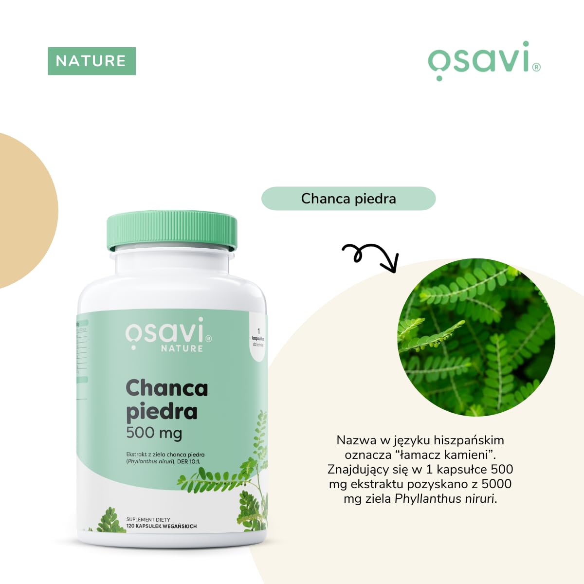 Osavi Chanca Piedra – 120 wegańskich kapsułek | Tradycyjna roślina | Ekstrakt z ziela chanca piedra | 500 mg ekstraktu w jednej kapsułce z 5000 mg Phyllanthus niruri | Clean Label | Dla Wegan