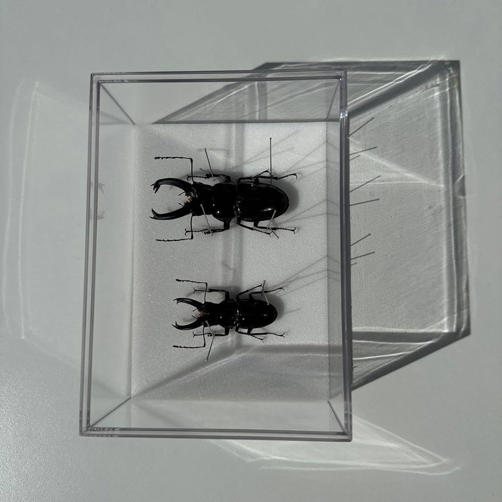 Amazon.co.jp: 野外標本ステインヘイルクビボソツヤクワガタ64.6mm+