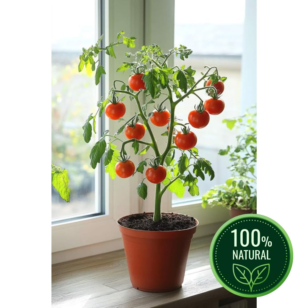 jain traders Live Baby/Small Tomato Plant Home Garden,Terrace