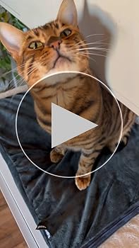 Amazon | ペキュート Pecute ペット用 ホットカーペット 猫