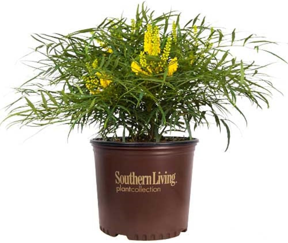 Soft Caress Mahonia, 2 Gallon Shrub - Feathery Evergreen Foliage