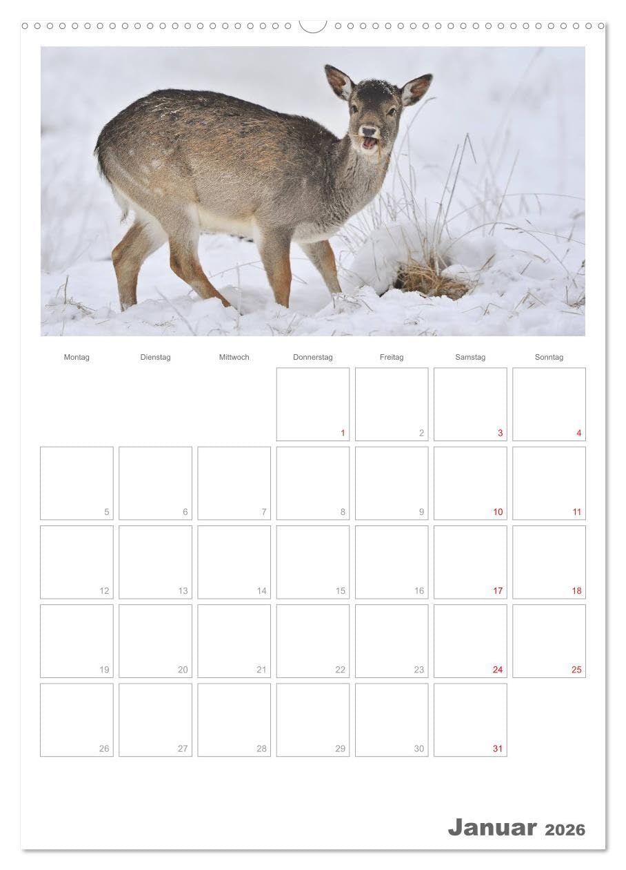 Rehe & Co/Planer (hochwertiger Premium Wandkalender 2026 DIN A2 hoch), Kunstdruck in Hochglanz: Wildlife Rügen/Deutschland (CALVENDO Tiere)