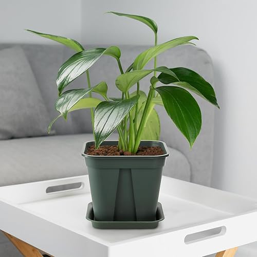 Miniatura 5 de Fasmov Macetas cuadradas de plástico de 7 pulgadas con orificio de drenaje, macetas de jardín para plantas de vivero, macetas de flores con bandejas