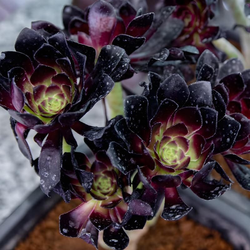 Miniatura 3 de Black Roses Plant Aeonium - Plantas suculentas vivas en maceta de 4 pulgadas  Planta Aeonium  Perfecto para decoración de interiores, espacios