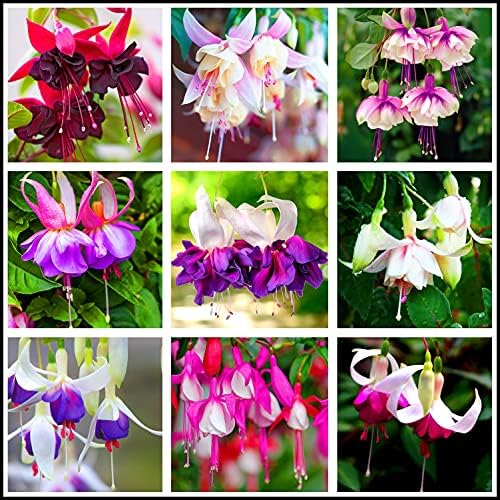 100 Pcs Purple Pink Fuchsia Flower Seeds Perennial Home Plant