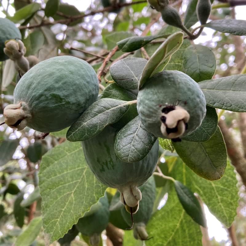 40 semillas de guayaba de piña para plantar adornos de jardín perenne regalos de maceta fáciles de cultivar
