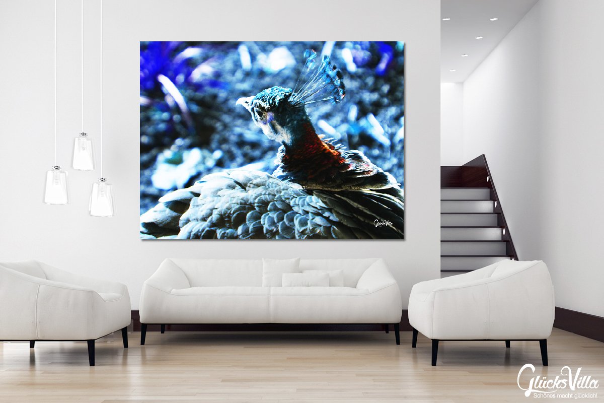 Glücksvilla - Der schöne Pfau 1 (Acrylglas-Bild 5 mm, 80 x 60 cm) | div. Maße - aus DE - Kunstdruck XXL Deko Wandbild quer - Vogel Natur Tier Gefieder grün blau