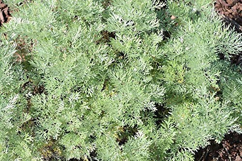 Absinthe Wormwood Common Artemisia Absinthium Green Ginger Herb Flower Jocad (500 Seeds) #TOP2