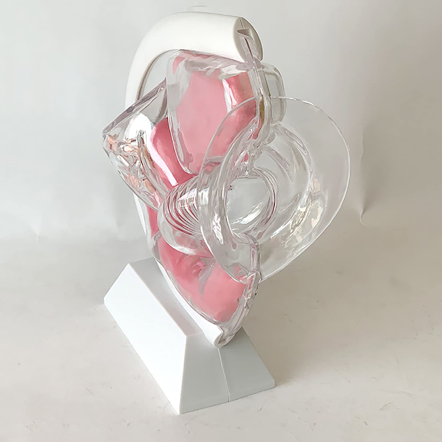 Transparentes Uterus-Modell Demonstration des Menstruationstassen-Verhütungslehrmodells Fortpflanzungsorgan Anatomisches Modell des Uterinen Fortpflanzungssystems des Becken-Eierstocks