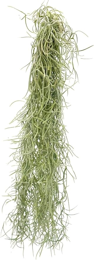 ragnaroc Tillandsia Usneoides Thick-Colombian Spanish Moss