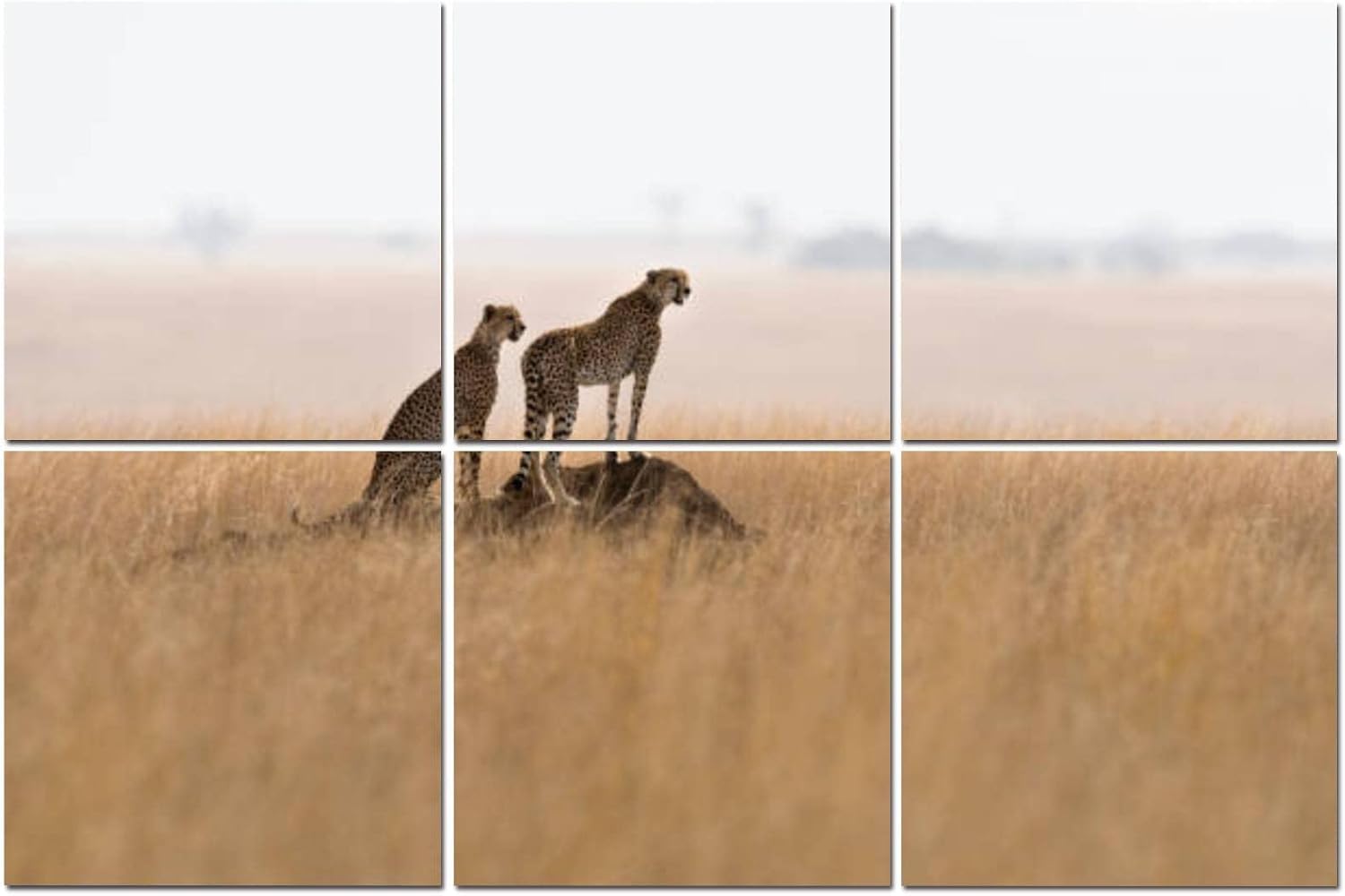 Paquete de 6 paneles acústicos artísticos de guepardos África, autoadhesivos, absorbentes de sonido e insonorizados, tratamiento acústico para