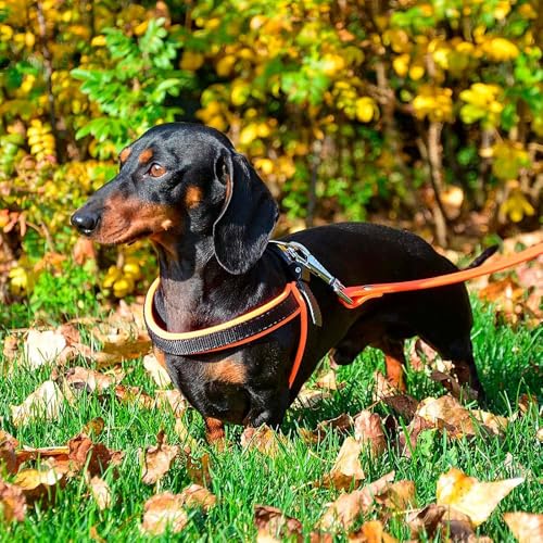 Ferplast Ergonomisches Hundegeschirr AGILA Fluo 4, ausgezeichnete Passform, Kordelzug-Verschluss, weiche Polsterung, A = B 42 ÷ 70 cm 20 mm Pink