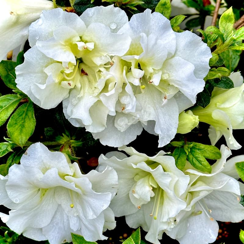 HILROQG White Reblooming Azalea