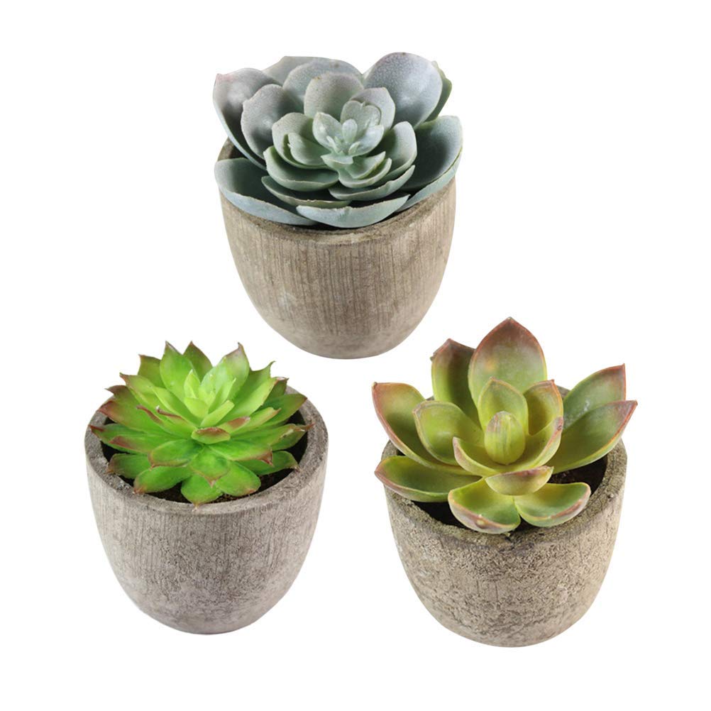 Anti Radiation All Seasons Dwarf Stone Lotus Succulent Flower 50 Seeds Pack/Must for Near Tower Homes. (B093CH9YBN) Amazon Price History, Amazon Price Tracker