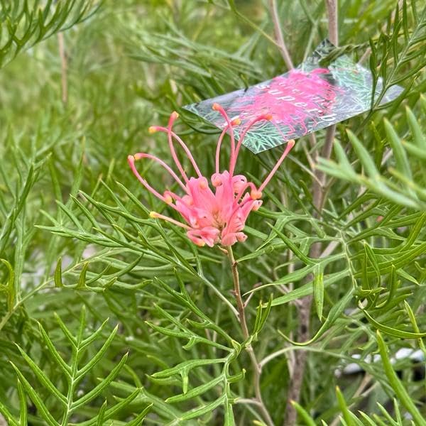 グレビレア　グレープ　オージープランツ　グレープ　グレビレア　苗 Amazon.co.jp: 花苗 観葉植物：グレビレア サパーブ*オージー