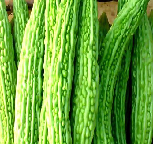 Big Pack - (100) Bitter Melon Seeds - Mara Long Variety - (OP) - Momordica charantia - Non-GMO Seeds (Big Pack - Bitter Melon)