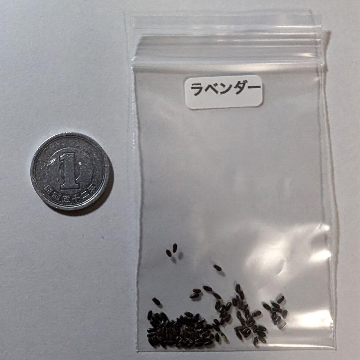 ハーブの種イングリッシュラベンダー 花の種子約100粒！宿根草ドライ 