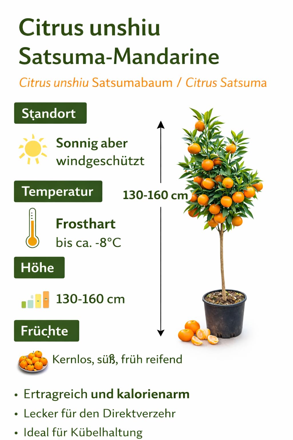 Satsuma-Mandarine Baum 130-160 cm – Citrus Unshiu – Winterharte Zitruspflanze mit süßen, kernlosen Früchten – Perfekt für Garten, Balkon & Wintergarten