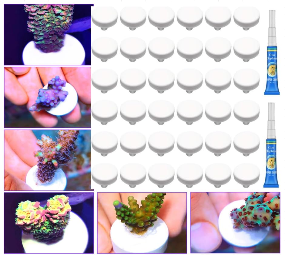 Image of 36pcs Coral frag Plug Base Frag Plugs 2pcs 5g Aquarium Glue Coral Glue