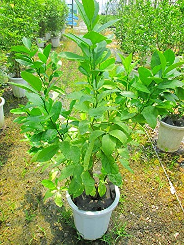 レモン大苗木 Amazon.co.jp: レモンの木 10号 果樹苗 大鉢 苗 : DIY・工具・ガーデン