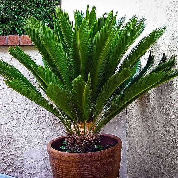 Mphmi Nursery Delhi Plant NCR Cycas Plant, Queen Sago, Cycas circinalis - Plant (B0B66RBPZ3) Amazon Price History, Amazon Price Tracker