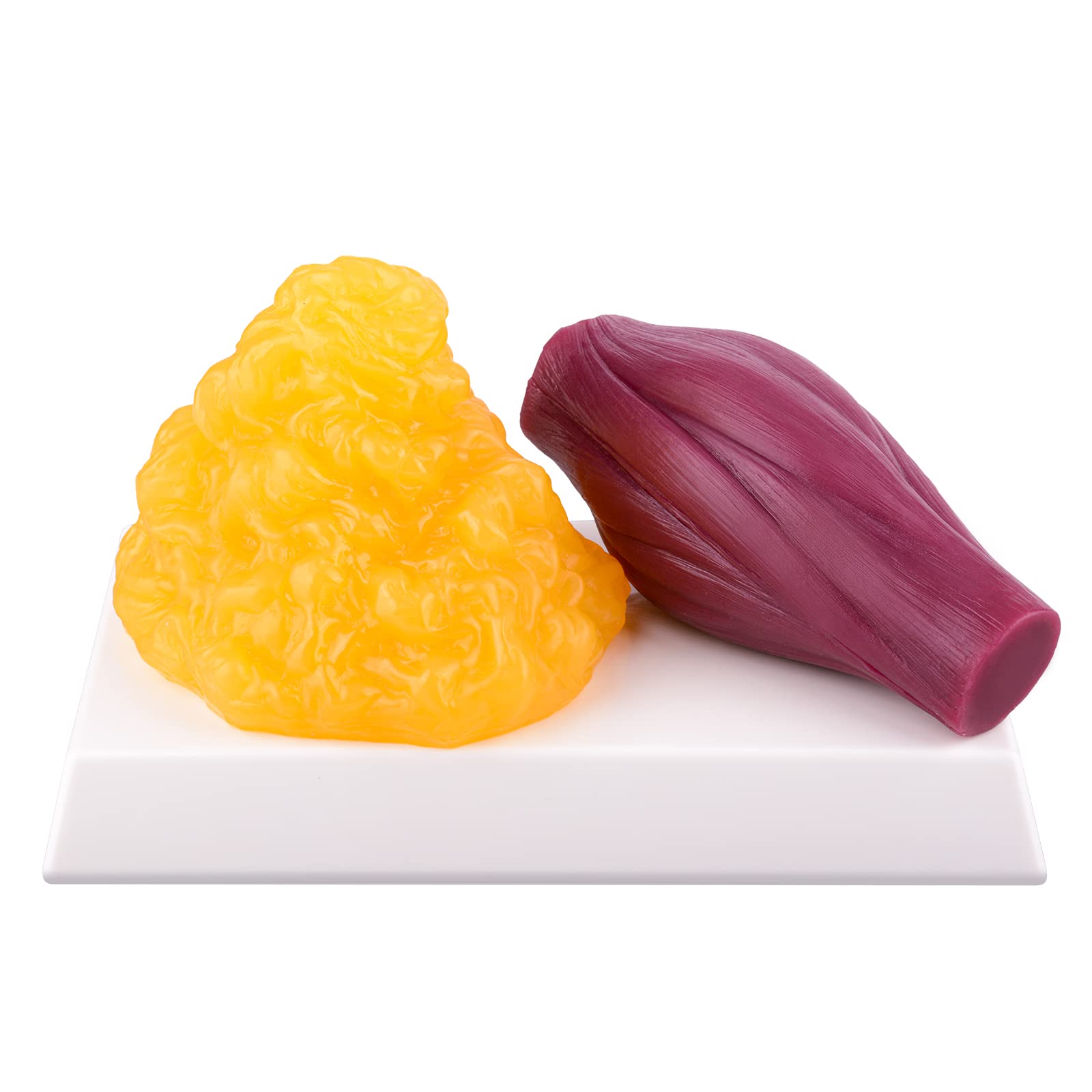 Replica di grasso corporeo umano 1 libbre con base di visualizzazione e replica muscolare 1 libbre, mantenere in forma e perdita di peso motivazione e promemoria per studenti di anatomia e fisiologia