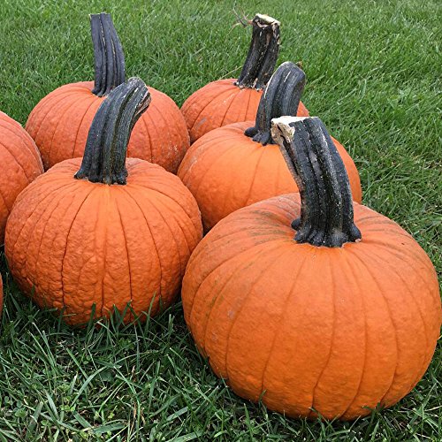 Pumpkin Secretariat F1 Farmore Treated Seeds - Vegetable Seeds Package - 50,000 Seeds #TOP28