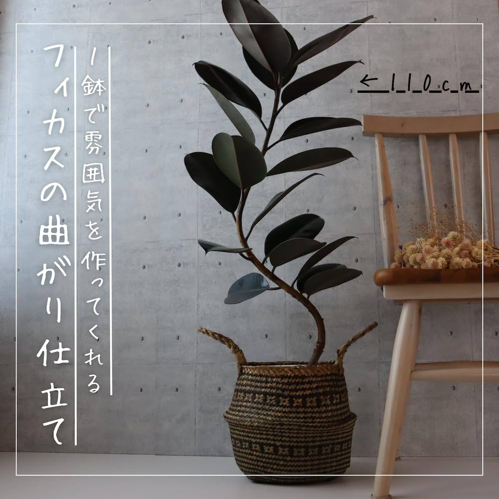 Amazon｜フィカス バーガンディ 曲がり 仕立て 7号 クロゴム ゴムの木