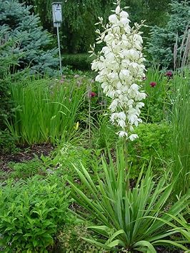 10 Yucca Plant Seeds