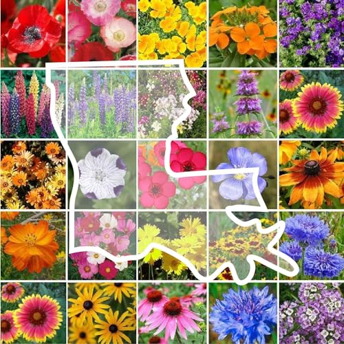 Eden Brothers Louisiana Wildflower Mixed Seeds for Planting, 1/4 lb, 120,000+ Seeds with Lupine, African Daisy | Attracts Pollinators, Plant in Spring or Fall, Zones