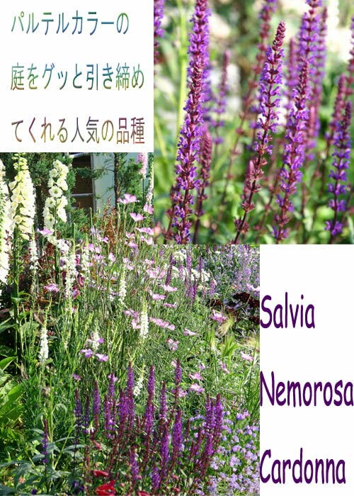 Amazon.co.jp: ハッピーガーデン 花苗 サルビア ネモローサ カラドンナ